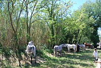 Foire chevaux bedarrides 2016_70.jpg