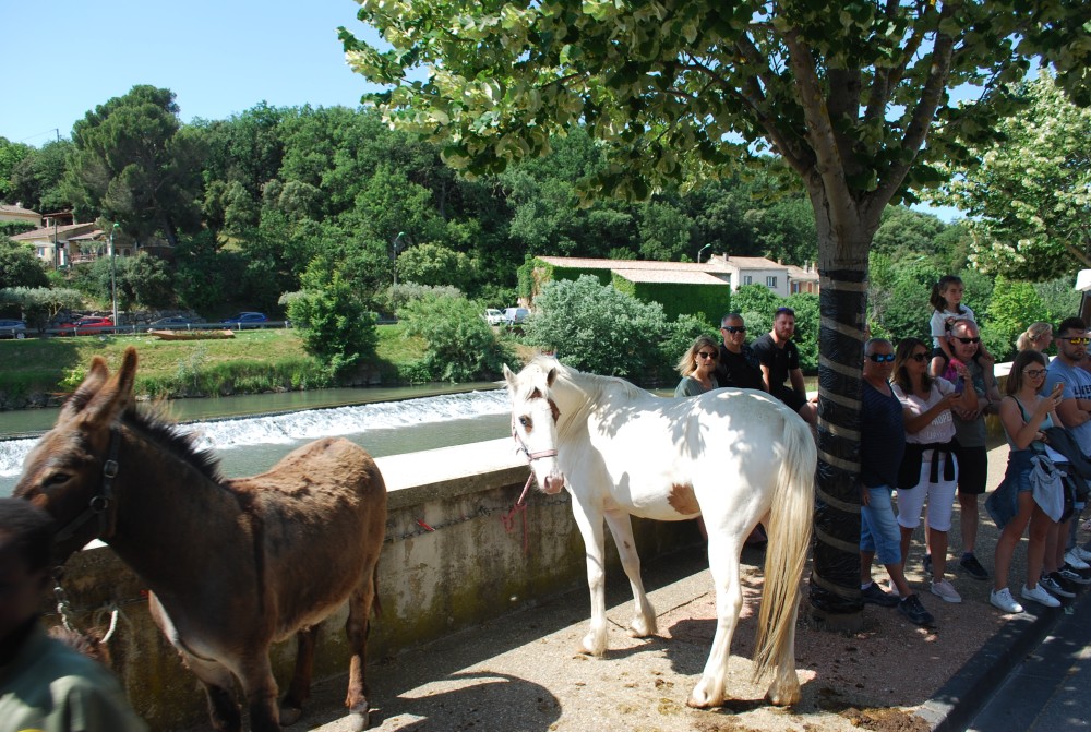 Foire_chevaux_2022_20.jpg