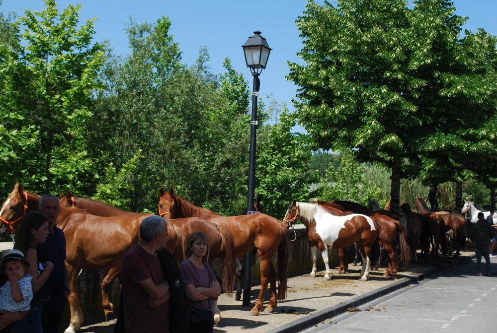 Foire_chevaux_2022_24.jpg