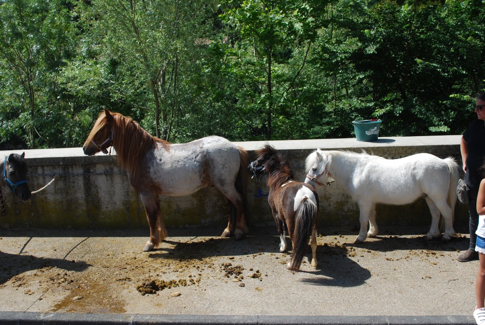 Foire_chevaux_2022_25.jpg