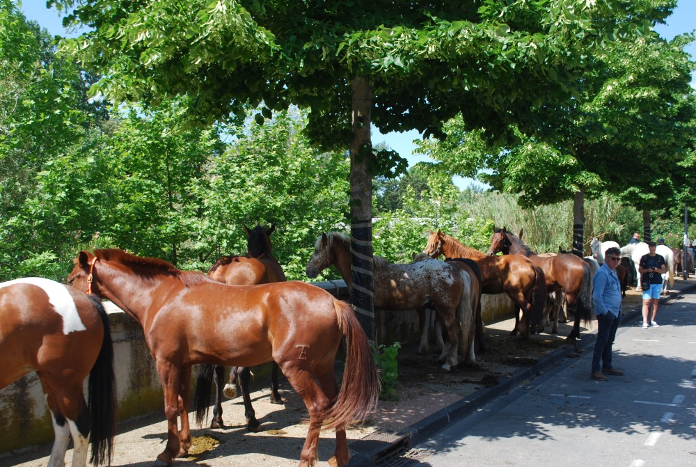 Foire_chevaux_2022_26.jpg