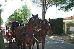 Foire_chevaux_2022_03.jpg