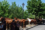 Foire_chevaux_2022_24.jpg