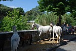 Foire_chevaux_2022_27.jpg