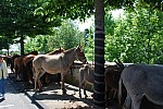 Foire_chevaux_2022_38.jpg