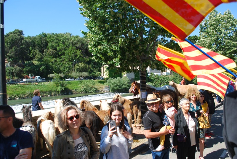 Foire_chevaux_bedarrides__2019_11.jpg