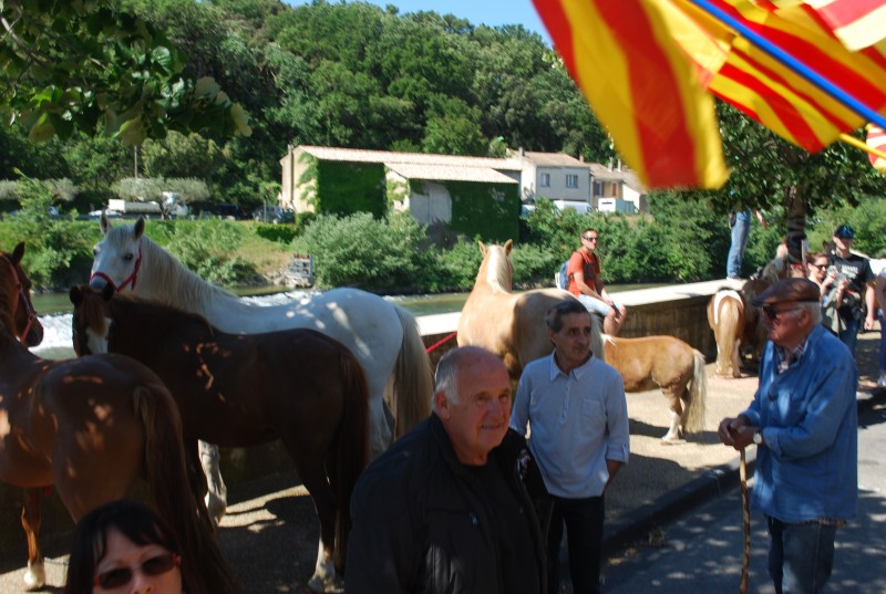 Foire_chevaux_bedarrides__2019_12.jpg