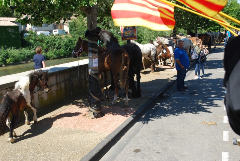 Foire_chevaux_bedarrides__2019_13.jpg