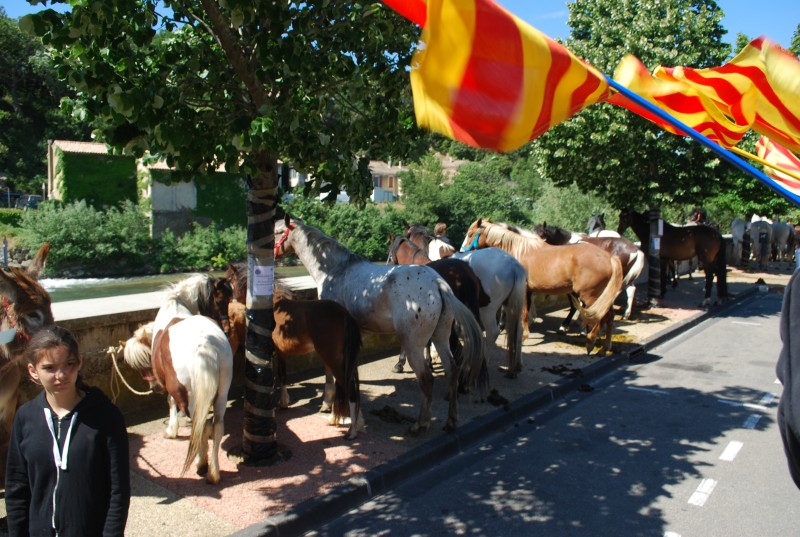 Foire_chevaux_bedarrides__2019_14.jpg