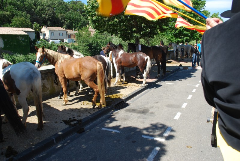 Foire_chevaux_bedarrides__2019_15.jpg