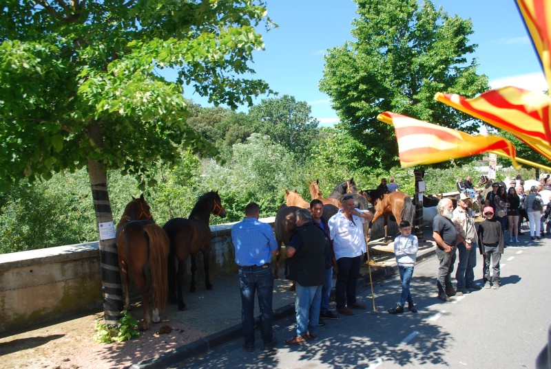 Foire_chevaux_bedarrides__2019_17.jpg