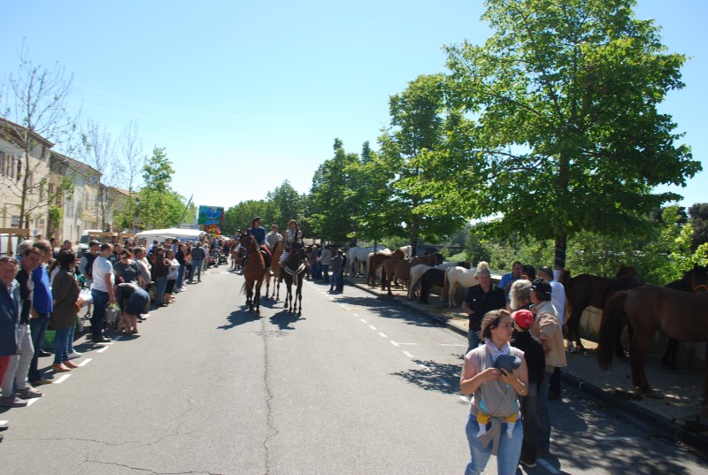 Foire_chevaux_bedarrides__2019_18.jpg