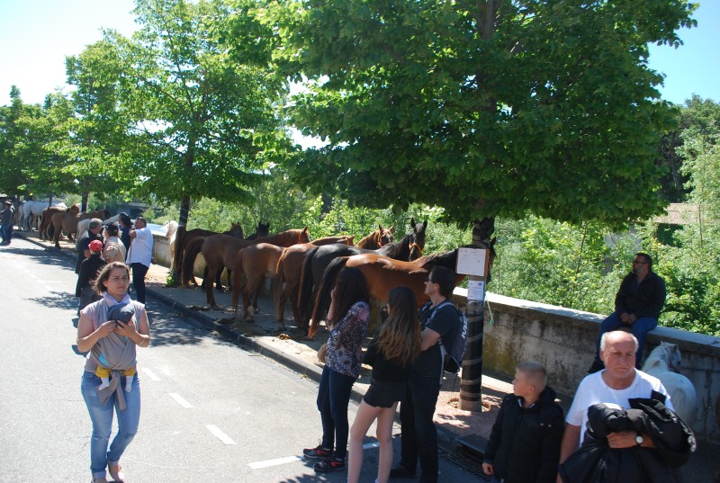 Foire_chevaux_bedarrides__2019_19.jpg