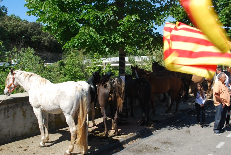 Foire_chevaux_bedarrides__2019_20.jpg