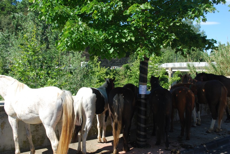 Foire_chevaux_bedarrides__2019_21.jpg