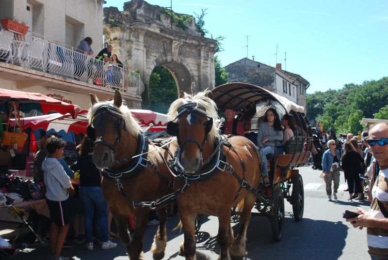 Foire_chevaux_bedarrides__2019_29.jpg