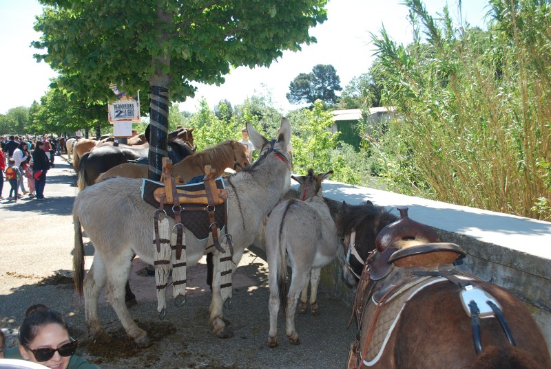 Foire_chevaux_bedarrides__2019_33.jpg