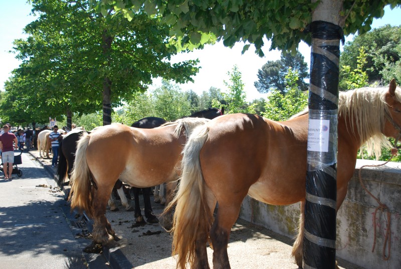 Foire_chevaux_bedarrides__2019_35.jpg