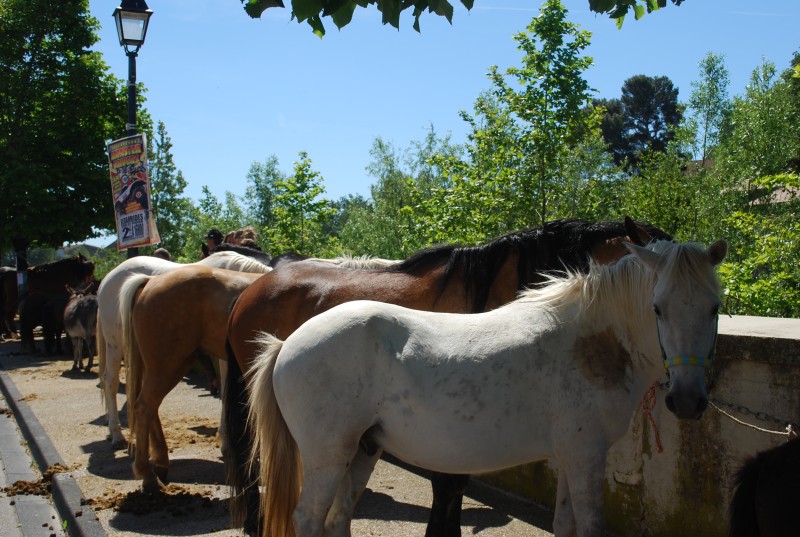 Foire_chevaux_bedarrides__2019_36.jpg