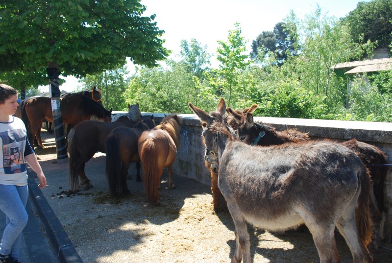 Foire_chevaux_bedarrides__2019_37.jpg