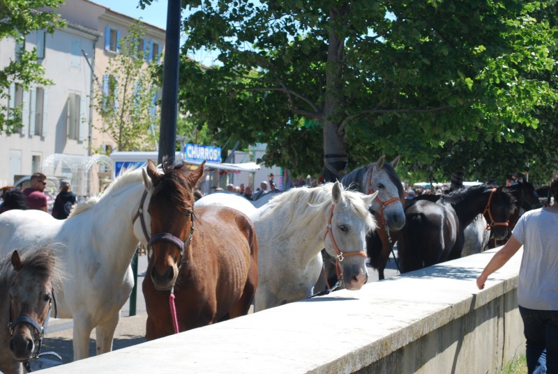 Foire_chevaux_bedarrides__2019_38.jpg