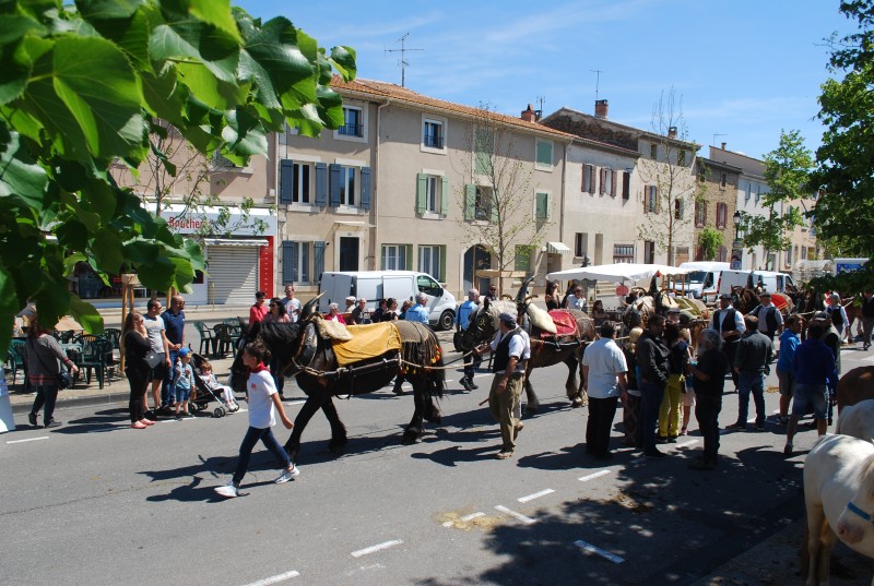 Foire_chevaux_bedarrides__2019_39.jpg