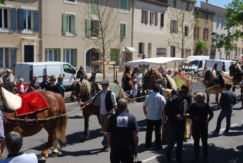 Foire_chevaux_bedarrides__2019_42.jpg