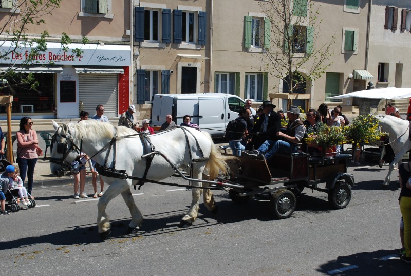 Foire_chevaux_bedarrides__2019_55.jpg