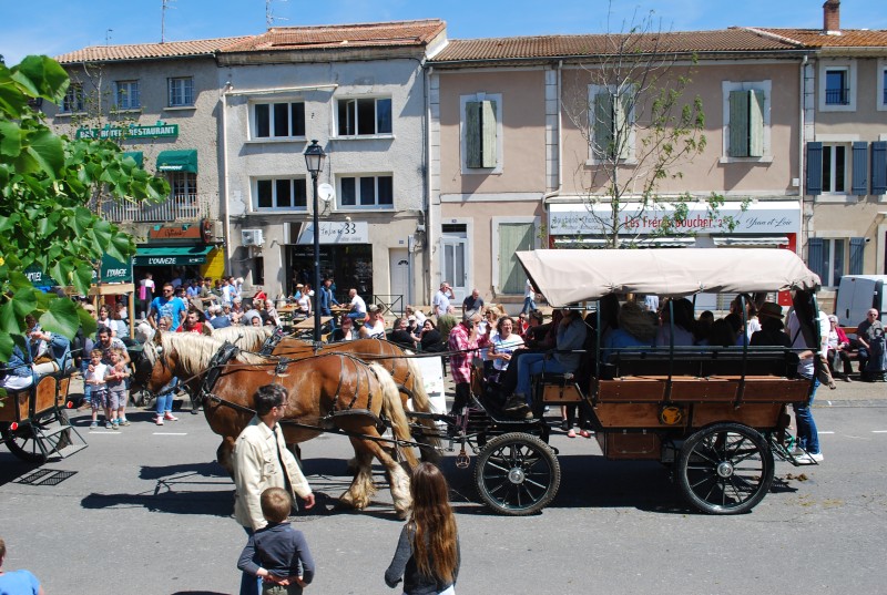 Foire_chevaux_bedarrides__2019_59.jpg