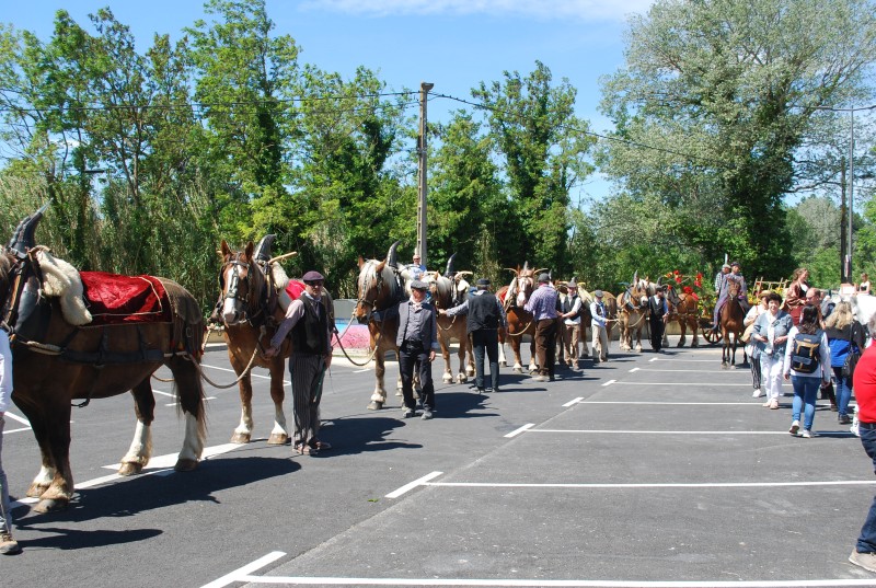 Foire_chevaux_bedarrides__2019_61.jpg