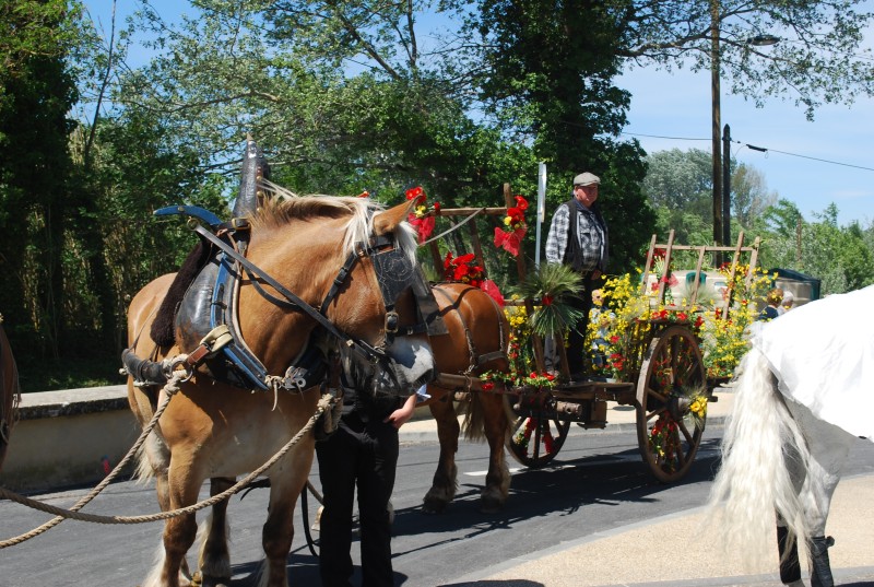 Foire_chevaux_bedarrides__2019_62.jpg