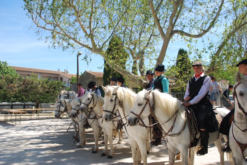 Foire_chevaux_bedarrides__2019_63.jpg