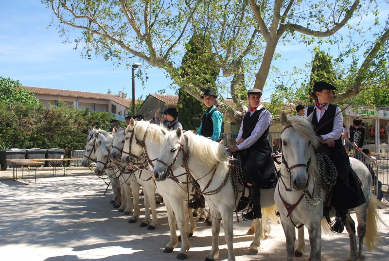 Foire_chevaux_bedarrides__2019_64.jpg