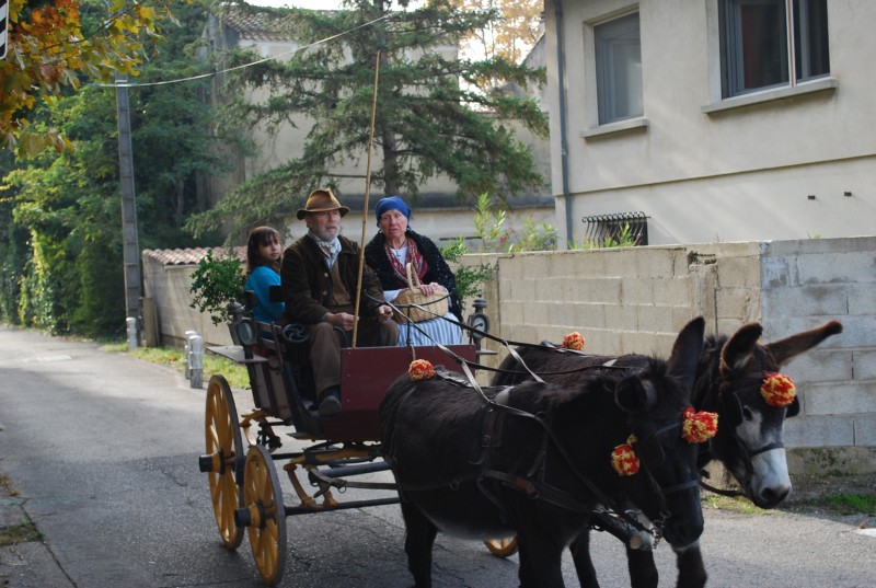 transhumance_montfavet_2015_.jpg