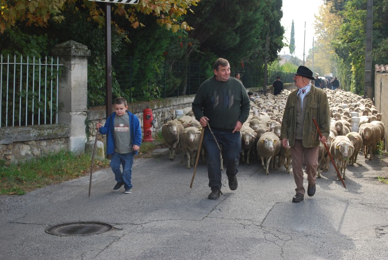 transhumance_montfavet_2015__06.jpg