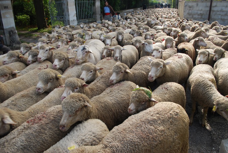 transhumance_montfavet_2015__08.jpg