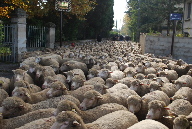 transhumance_montfavet_2015__09.jpg