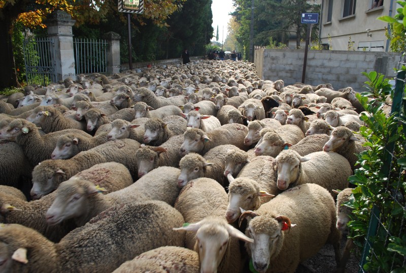 transhumance_montfavet_2015__10.jpg