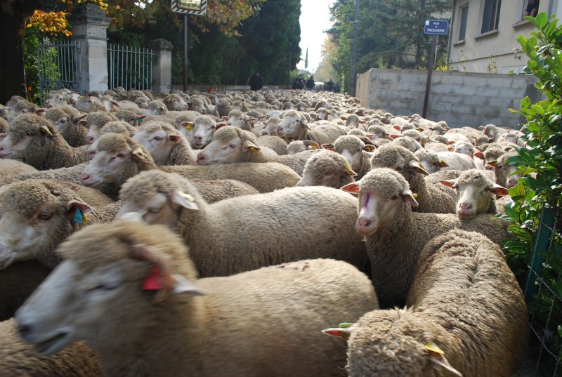 transhumance_montfavet_2015__11.jpg