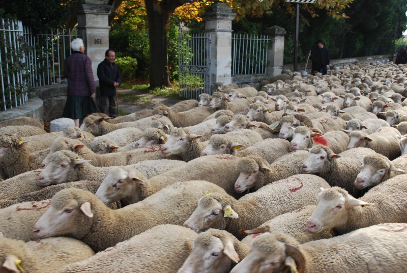 transhumance_montfavet_2015__12.jpg