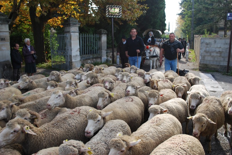 transhumance_montfavet_2015__14.jpg