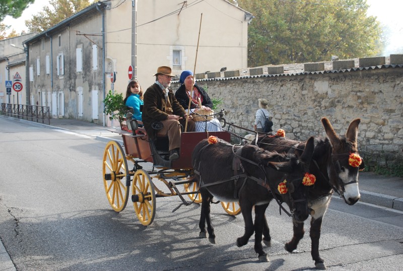 transhumance_montfavet_2015__21.jpg