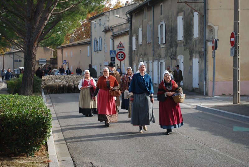 transhumance_montfavet_2015__23.jpg