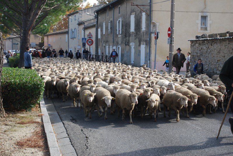 transhumance_montfavet_2015__25.jpg