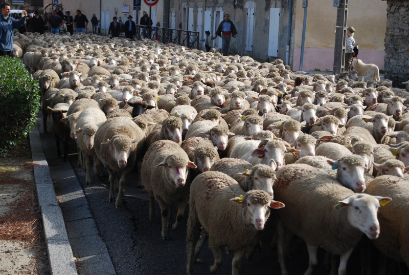 transhumance_montfavet_2015__26.jpg