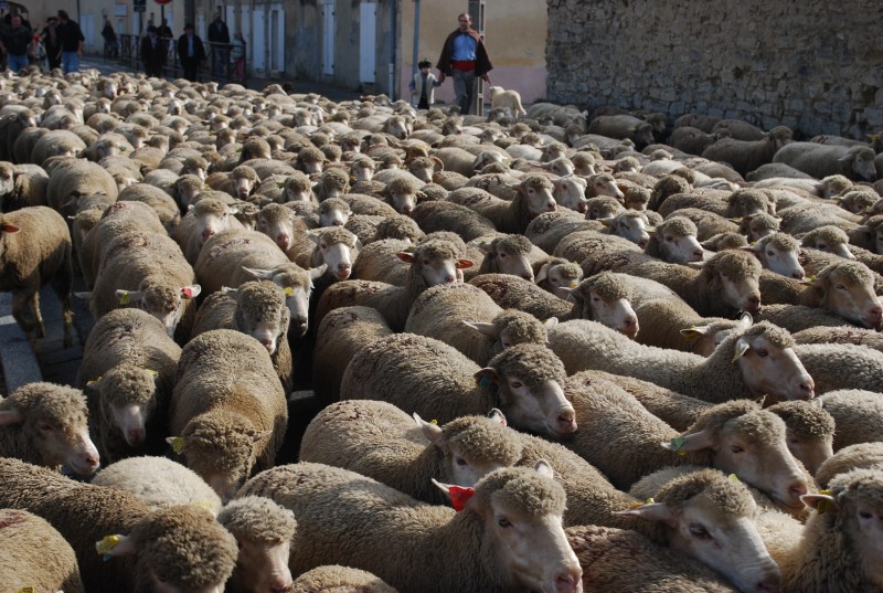 transhumance_montfavet_2015__29.jpg