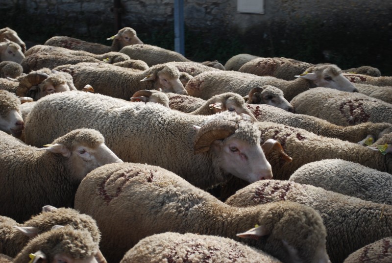 transhumance_montfavet_2015__31.jpg