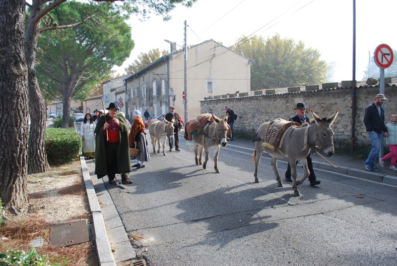 transhumance_montfavet_2015__34.jpg