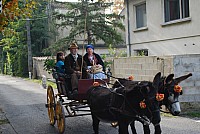 transhumance_montfavet_2015_.jpg