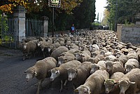 transhumance_montfavet_2015__07.jpg